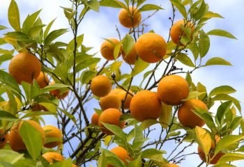 Trees with small ripe orange